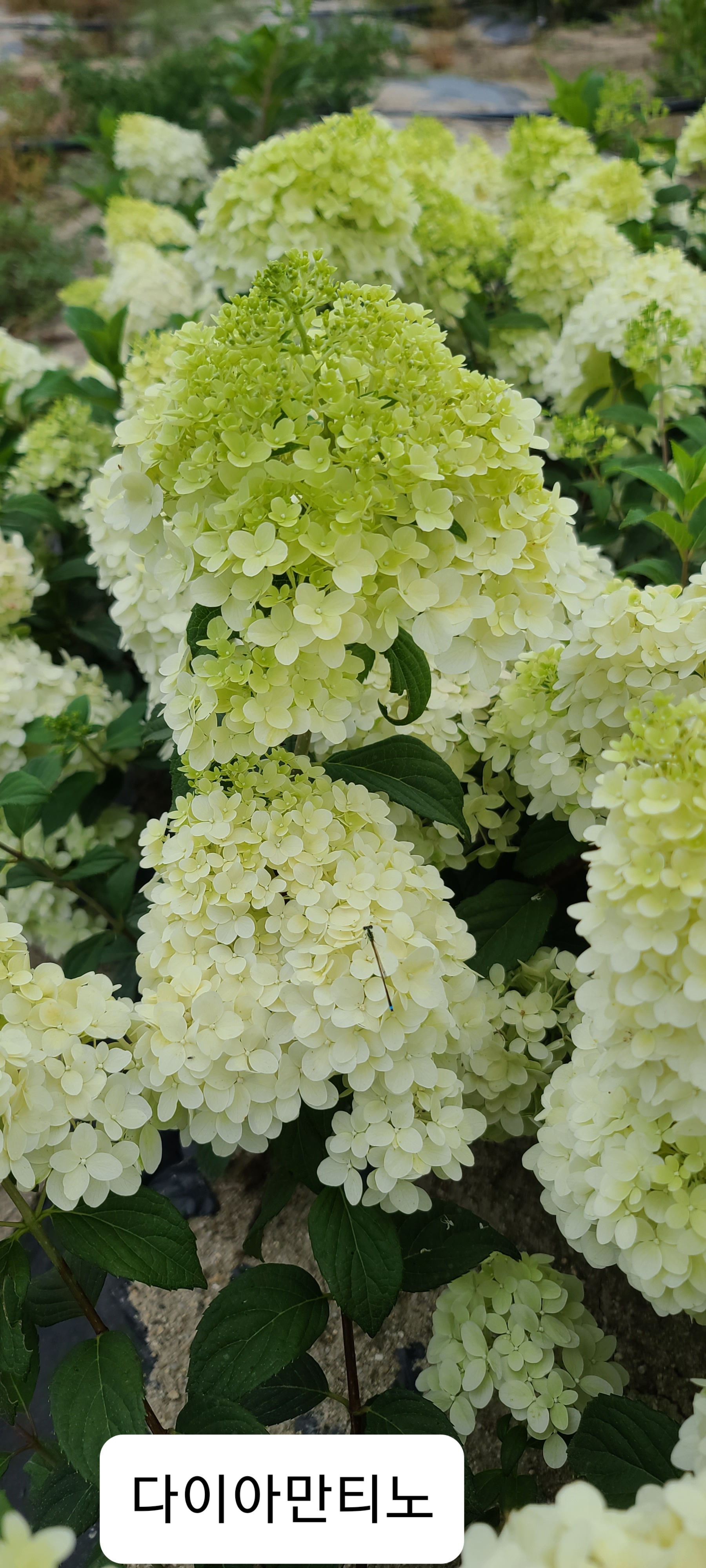 Hydrangea paniculata 'Diamantino'